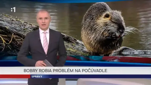 Bobry robia problém na Počúvadle