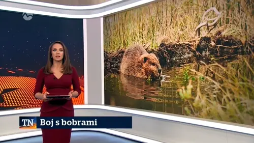 Boj s bobrami